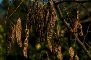 Hanging pods of seeds